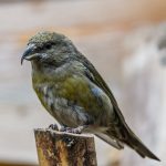 pexels-photo-18167087.jpegautocompresscstinysrgbdpr2h650w940dldosya-1